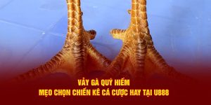 Vảy gà quý hiếm - mẹo chọn chiến kê cá cược hay tại u888